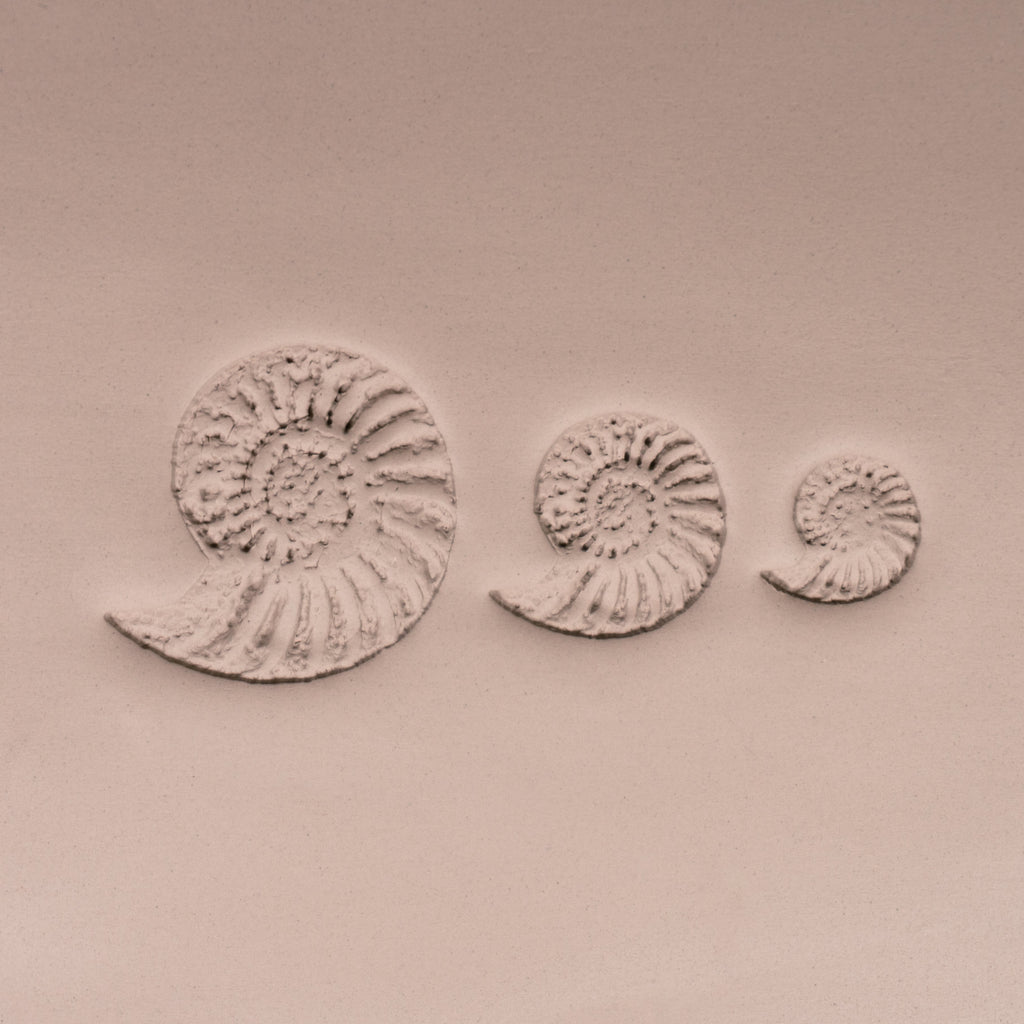 Ammonite Fossil Shell Stamp - Photo Textured - Style #1