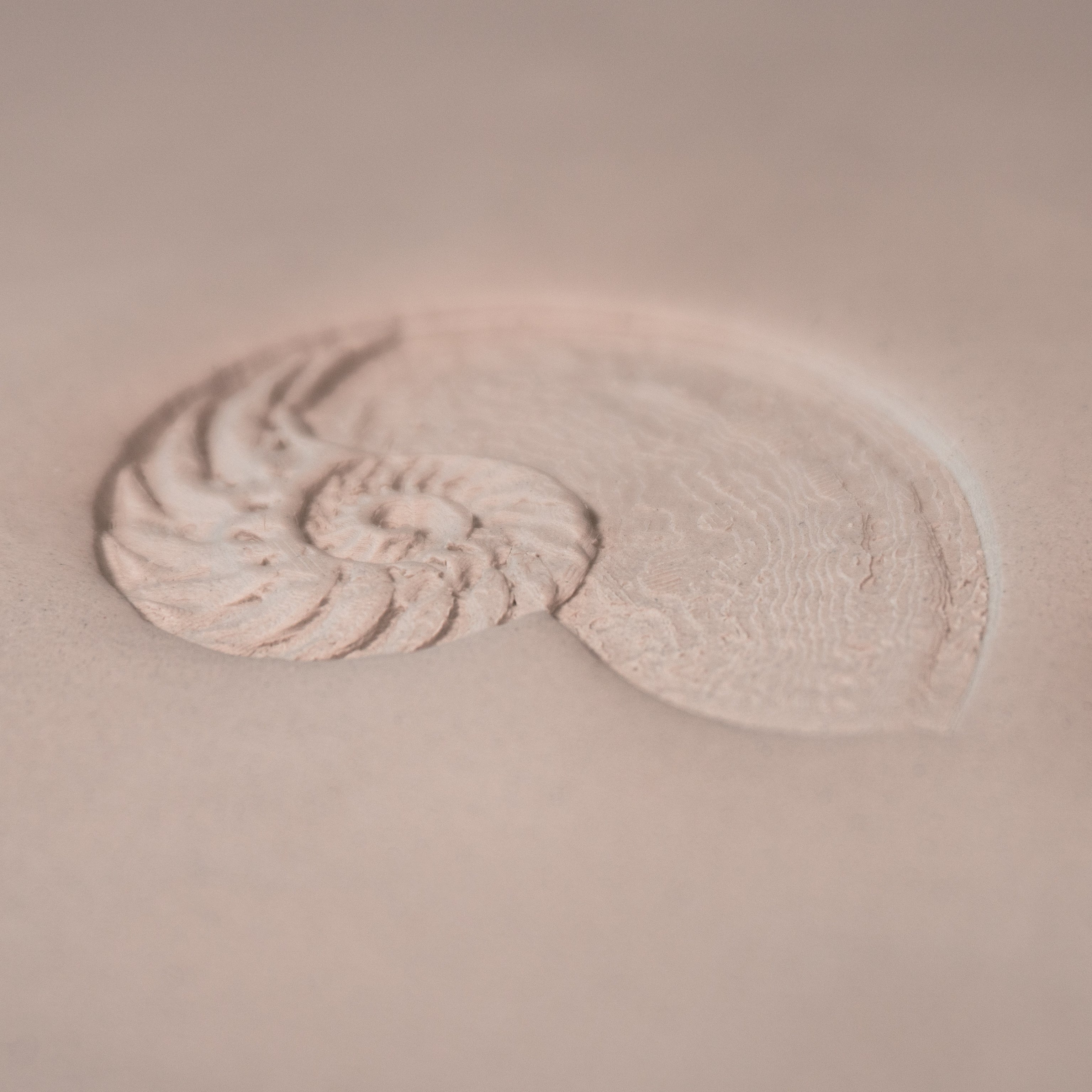 Nautilus Shell Stamp - Photo Textured - Style #1