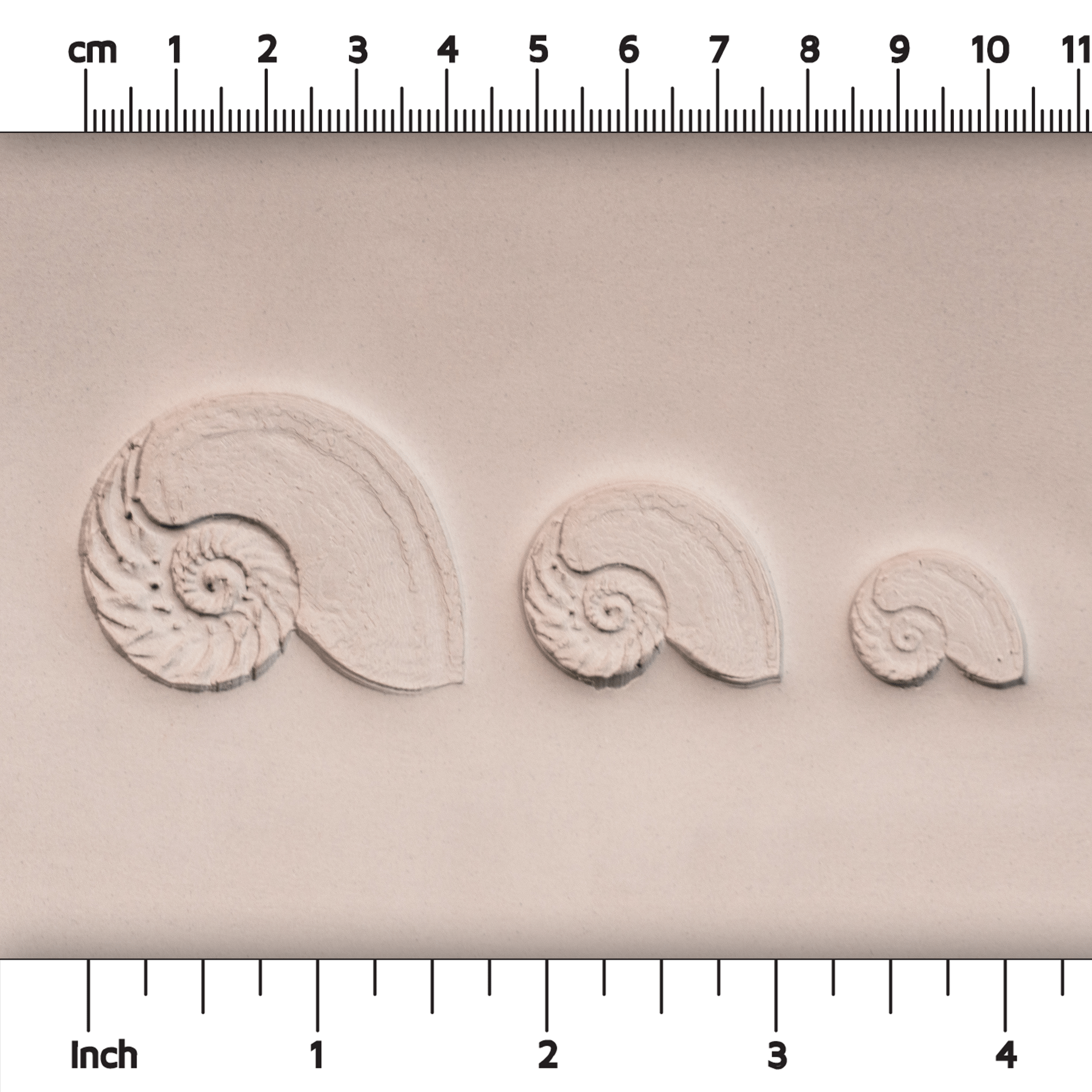 Nautilus Shell Stamp - Photo Textured - Style #1