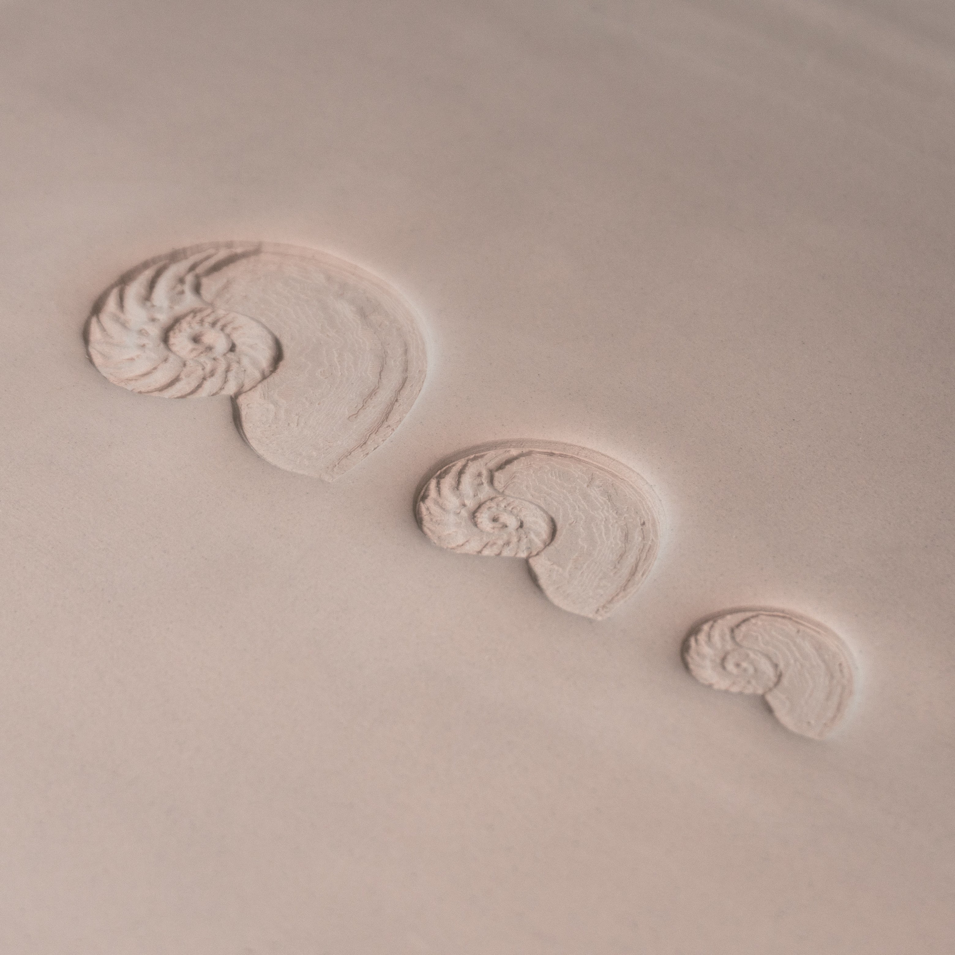 Nautilus Shell Stamp - Photo Textured - Style #1