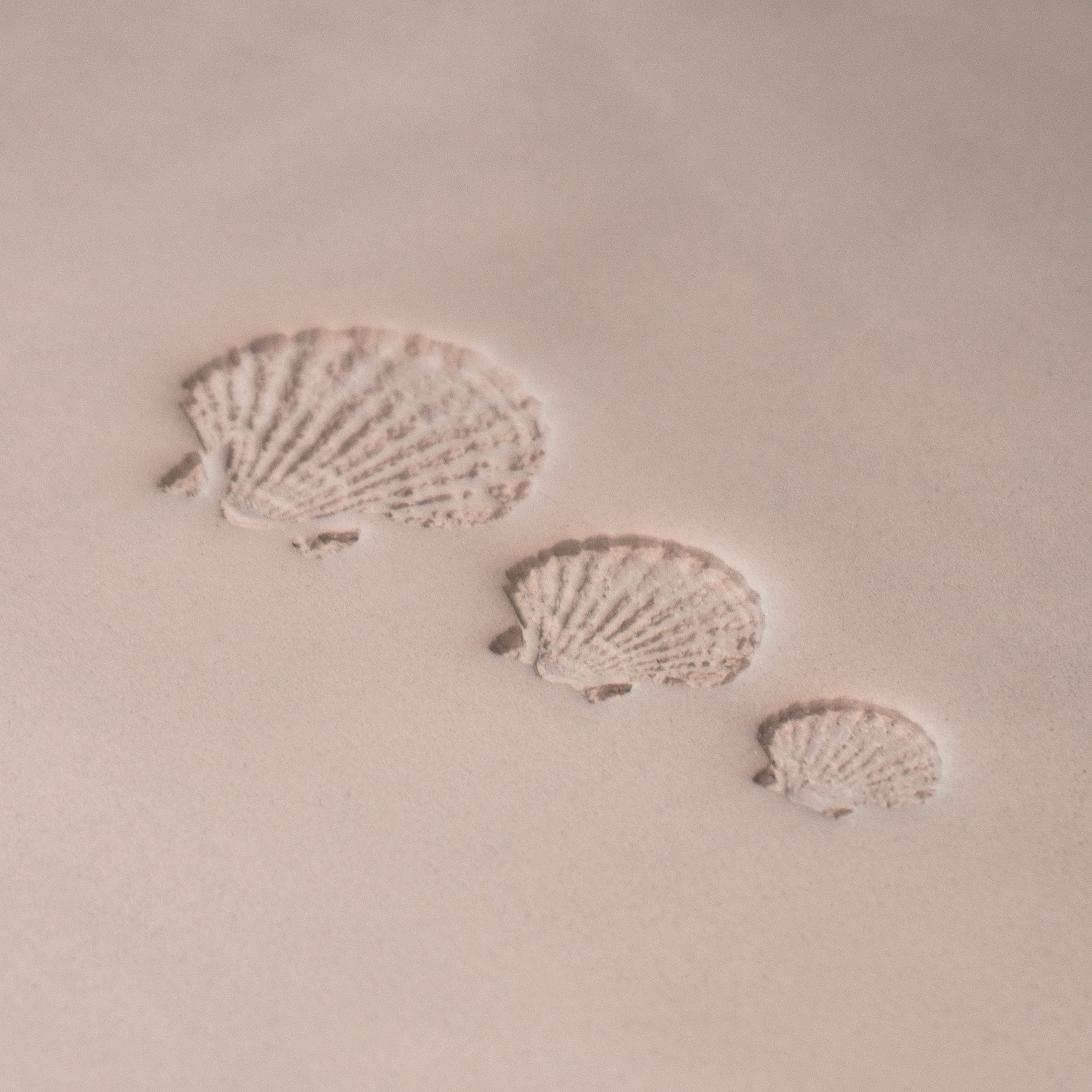 Scallop Shell Stamp - Photo Textured - Style #1