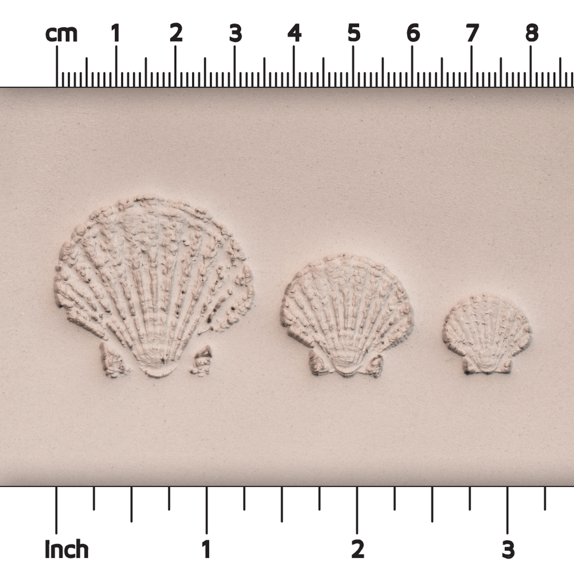 Scallop Shell Stamp - Photo Textured - Style #1